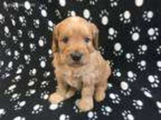 Goldendoodle Puppy for sale in Sheldon, IA, USA