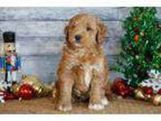 Goldendoodle Puppy for sale in Brick, NJ, USA
