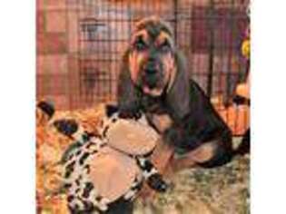 Bloodhound Puppy for sale in Greencastle, IN, USA