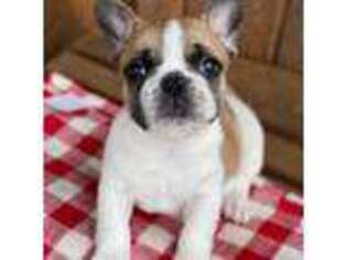 French Bulldog Puppy for sale in Wharton, TX, USA