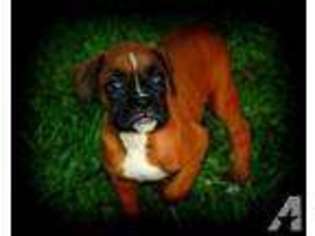 Boxer Puppy for sale in OMAHA, NE, USA