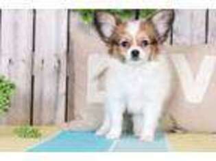 Papillon Puppy for sale in Howard, OH, USA