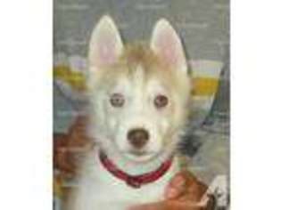 Siberian Husky Puppy for sale in HERMISTON, OR, USA