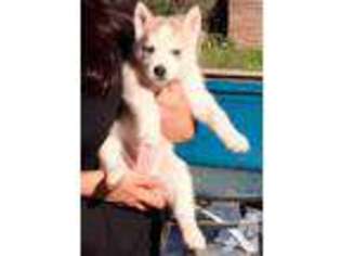 Siberian Husky Puppy for sale in GILROY, CA, USA
