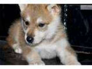 Wolf Hybrid Puppy for sale in Tyler, TX, USA