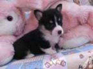 Pembroke Welsh Corgi Puppy for sale in SAN PIERRE, IN, USA