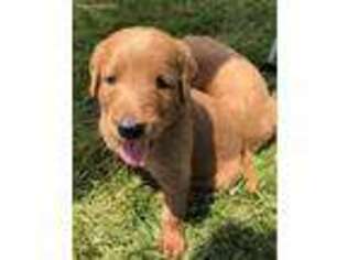 Labradoodle Puppy for sale in Cascade, WI, USA