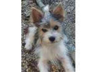 Mutt Puppy for sale in Moscow, OH, USA