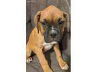 Boxer Puppy for sale in Log Lane Village, CO, USA