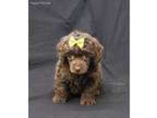 Mutt Puppy for sale in Mobile, AL, USA