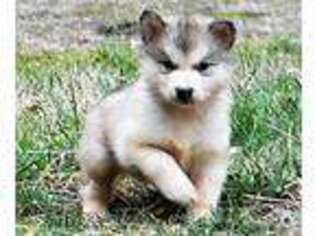 Alaskan Malamute Puppy for sale in Gradyville, KY, USA