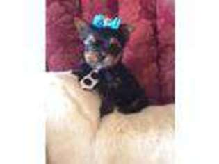 Yorkshire Terrier Puppy for sale in GRAND PRAIRIE, TX, USA