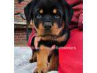 Rottweiler Puppy for sale in Lincoln, NE, USA