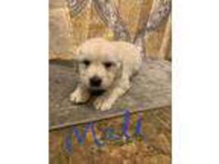 Mutt Puppy for sale in Mannsville, NY, USA