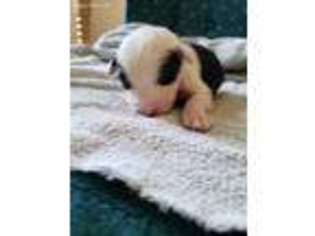 Old English Sheepdog Puppy for sale in Kenyon, MN, USA