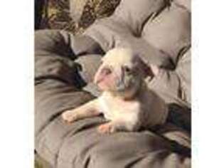 French Bulldog Puppy for sale in Trenton, GA, USA