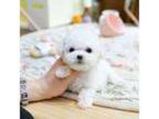 Bichon Frise Puppy for sale in Los Angeles, CA, USA