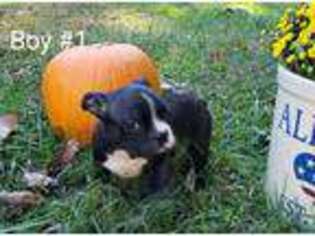Boston Terrier Puppy for sale in Concord, VA, USA