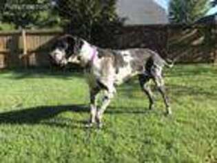 Great Dane Puppy for sale in Bentonville, AR, USA