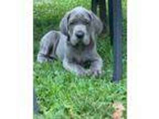 Great Dane Puppy for sale in Sheridan, IL, USA