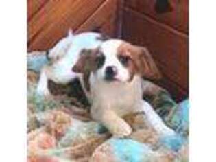 Beagle Puppy for sale in Chattanooga, TN, USA