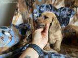 Dachshund Puppy for sale in Canajoharie, NY, USA
