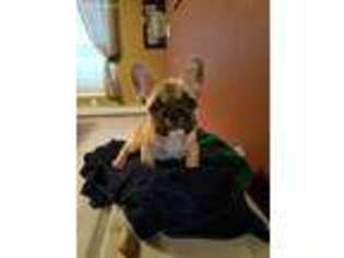 French Bulldog Puppy for sale in Middleboro, MA, USA