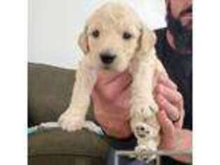Goldendoodle Puppy for sale in Selah, WA, USA