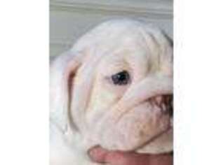 Bulldog Puppy for sale in Marion, OH, USA