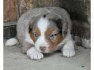 Miniature Australian Shepherd Puppy for sale in Ottumwa, IA, USA
