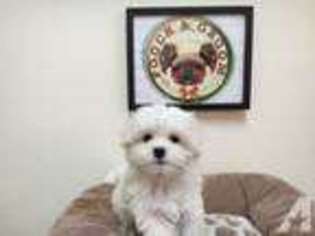 Maltese Puppy for sale in TORRANCE, CA, USA