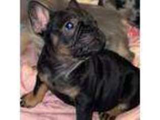 French Bulldog Puppy for sale in Kinston, NC, USA