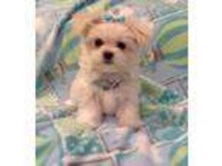 Maltese Puppy for sale in Eureka, CA, USA