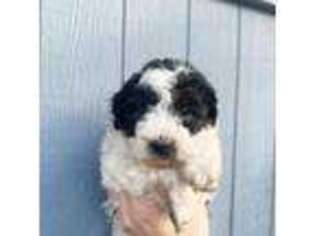 Mutt Puppy for sale in Sandy, OR, USA