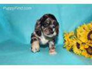Cocker Spaniel Puppy for sale in West Lafayette, OH, USA