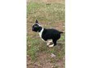 Boston Terrier Puppy for sale in Trinity, NC, USA