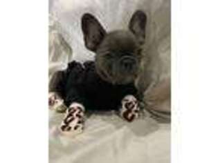 French Bulldog Puppy for sale in Odessa, TX, USA