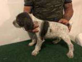 German Wirehaired Pointer Puppy for sale in Bristow, OK, USA
