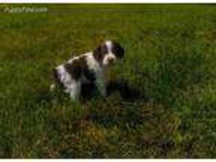 Brittany Puppy for sale in Eddyville, IA, USA