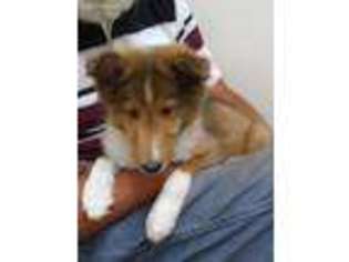 Shetland Sheepdog Puppy for sale in Sweetwater, TN, USA