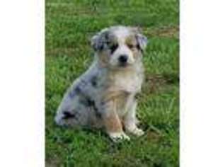 Australian Shepherd Puppy for sale in Vanzant, MO, USA