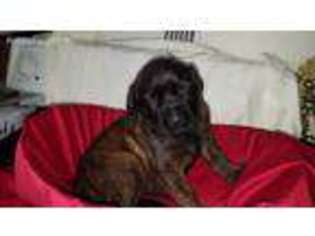 Mastiff Puppy for sale in Athol, MA, USA