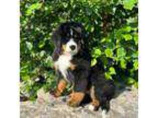 Bernese Mountain Dog Puppy for sale in Holland, NY, USA