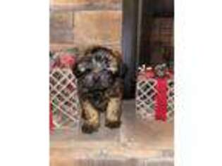 Soft Coated Wheaten Terrier Puppy for sale in Salem, AR, USA