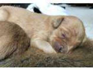 Golden Retriever Puppy for sale in Dansville, MI, USA