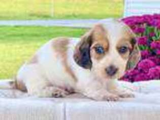 Dachshund Puppy for sale in Bedford, OH, USA