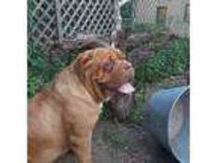 American Bull Dogue De Bordeaux Puppy for sale in East Stroudsburg, PA, USA