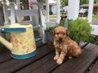 Goldendoodle Puppy for sale in Forest City, IA, USA
