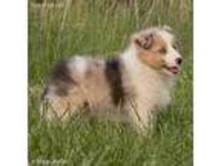 Shetland Sheepdog Puppy for sale in Humboldt, KS, USA