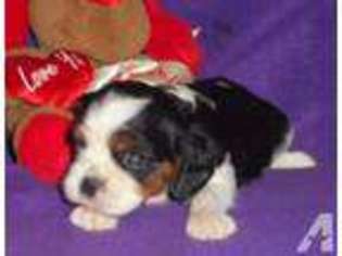 Cavalier King Charles Spaniel Puppy for sale in HARTVILLE, MO, USA